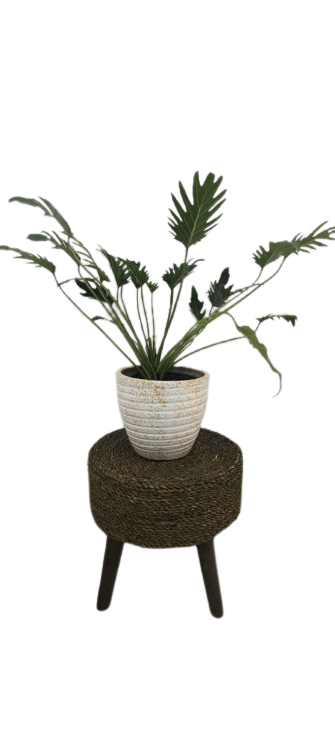 برگ انجیری مینیاتوری