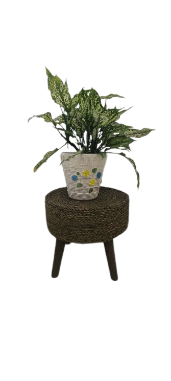 آگلونما سفید