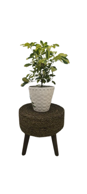 شفلرا ابلق سطل ۷