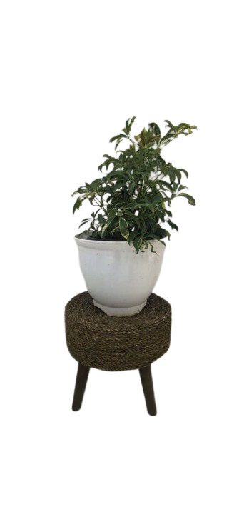 شفلرا ابلق سطل ۱۰