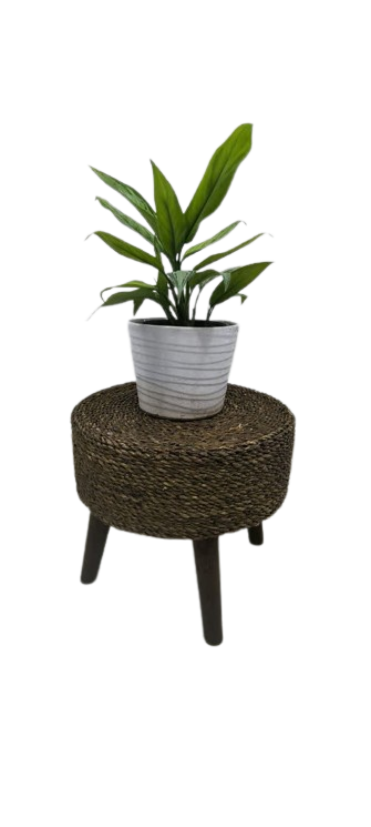 آگلونما معمولی