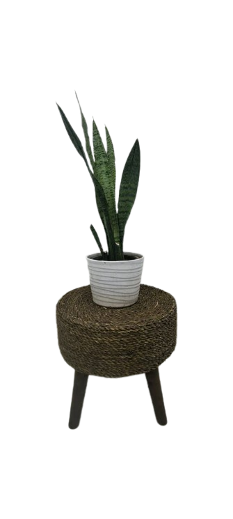 سانسوریا کراواتی