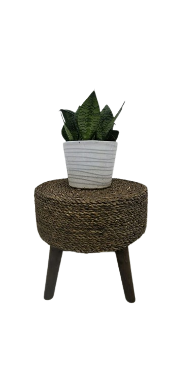 سانسوریا ستاره ای