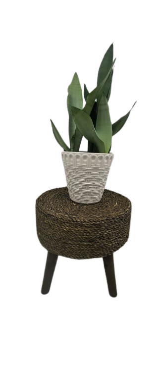 سانسوریا مهتابی