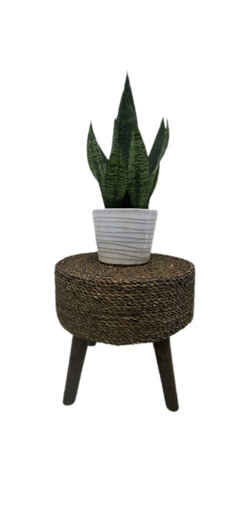 سانسوریا سبز