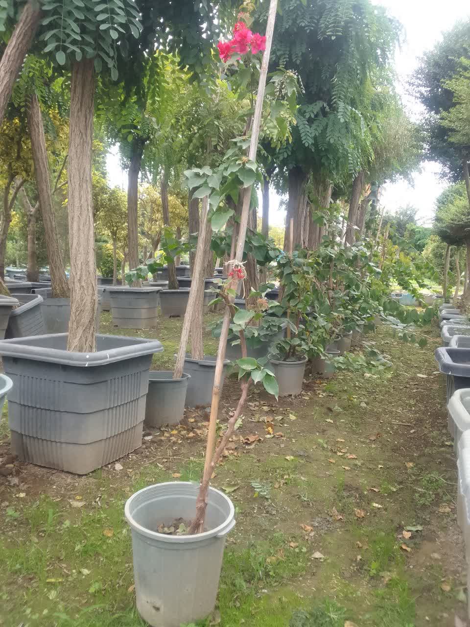 گل کاغذی سطل ۷