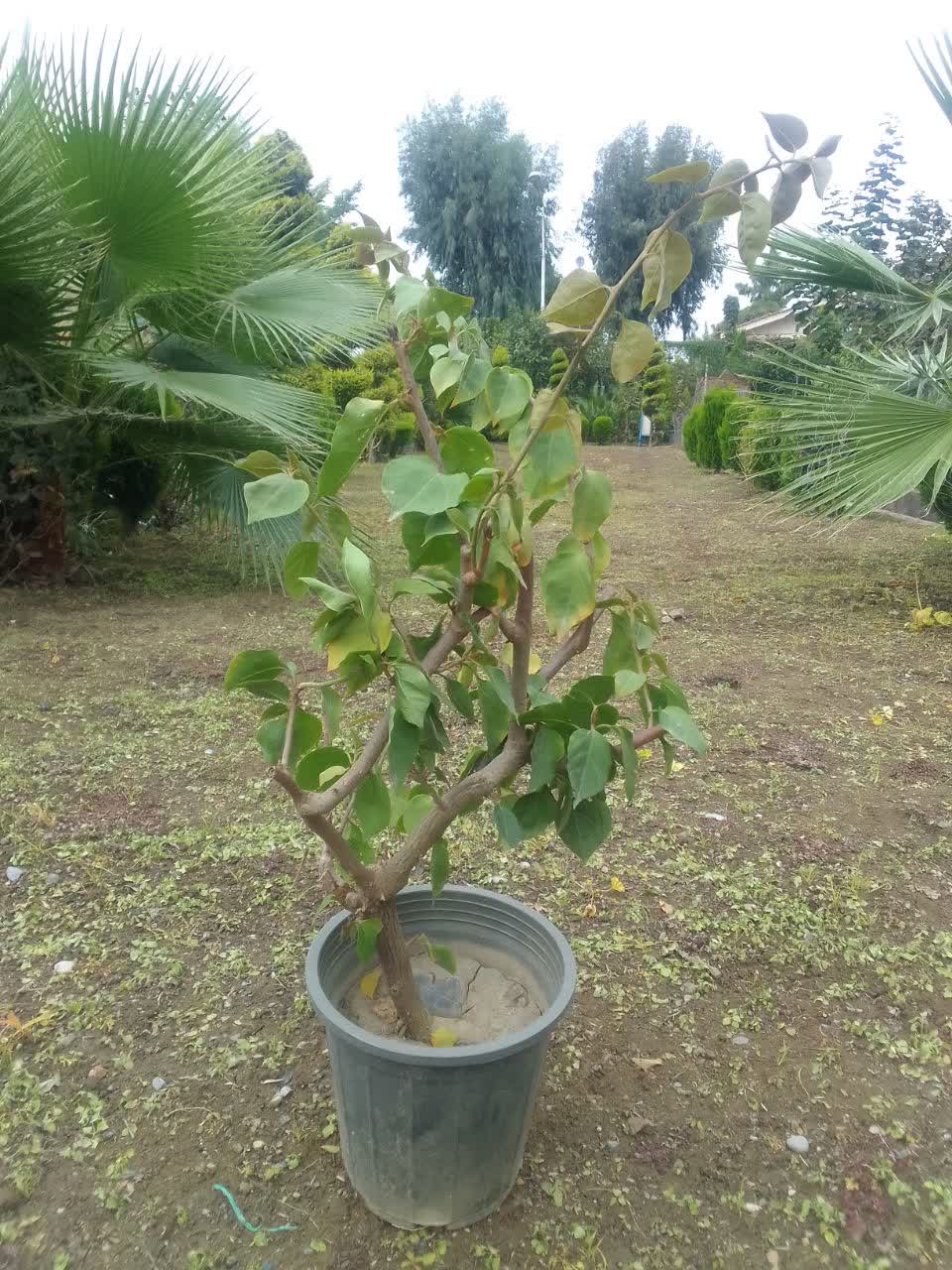 گل کاغذی سطل ۴