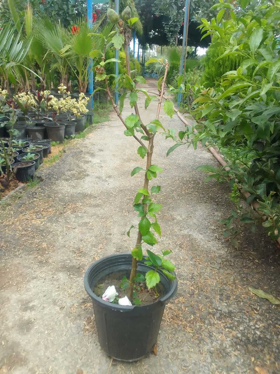 ختمی درختی سطل ۷