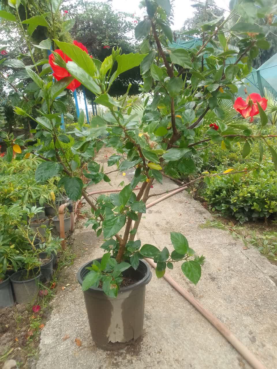 ختمی چینی سطل ۱۰