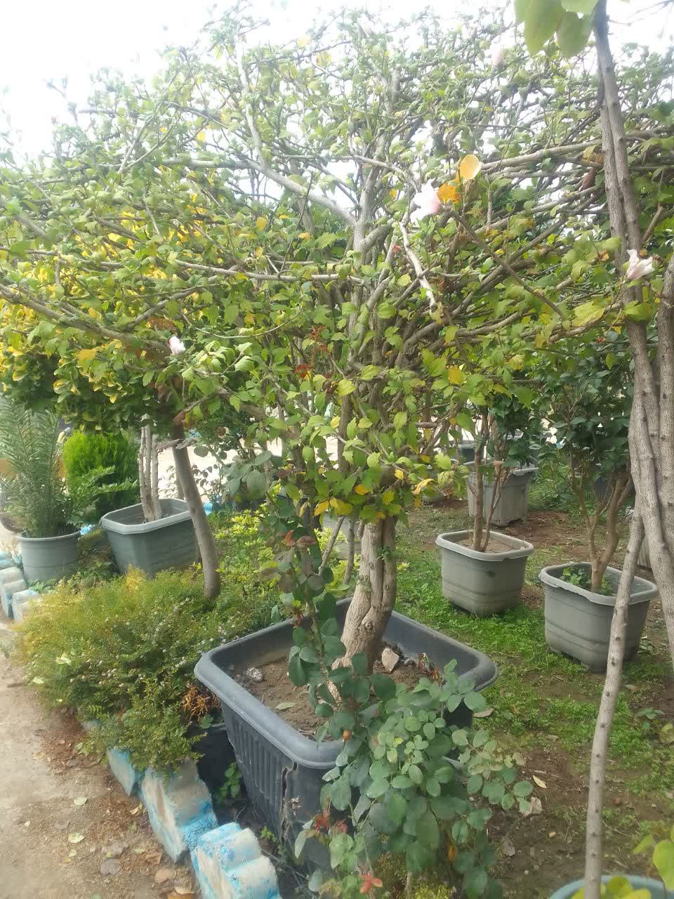 ختمی درختی جعبه ای