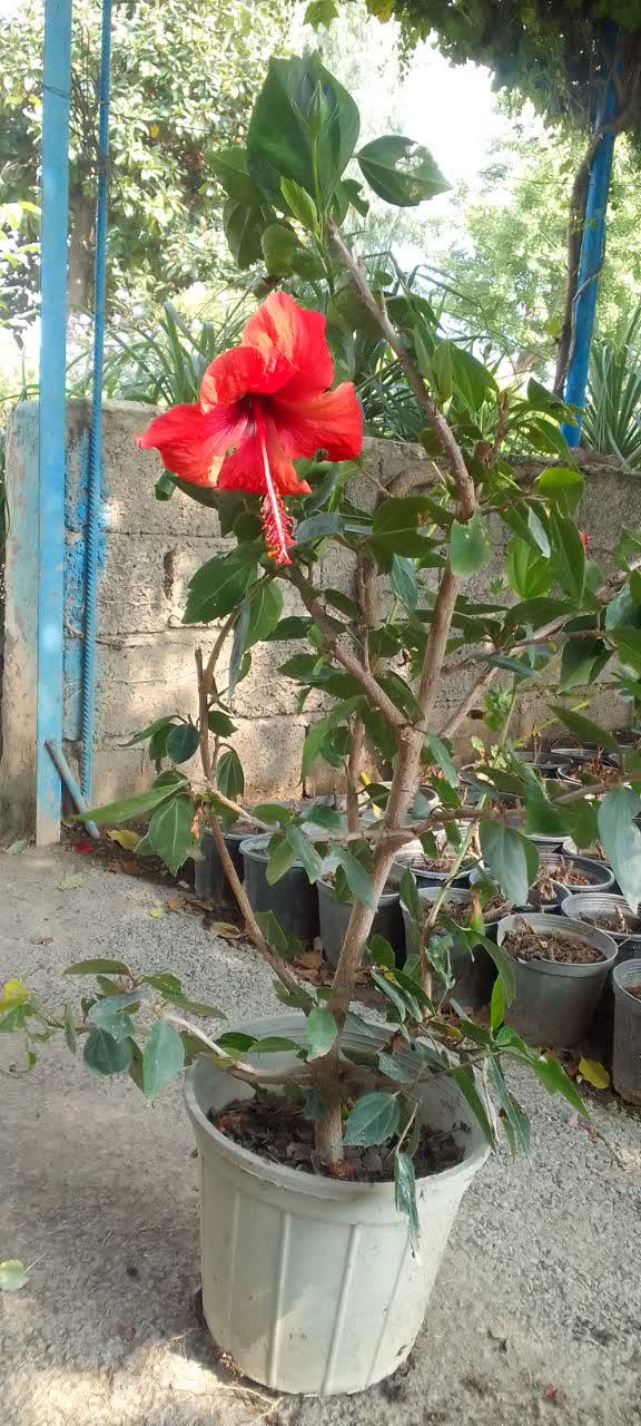 ختمی‌درختی‌چینی