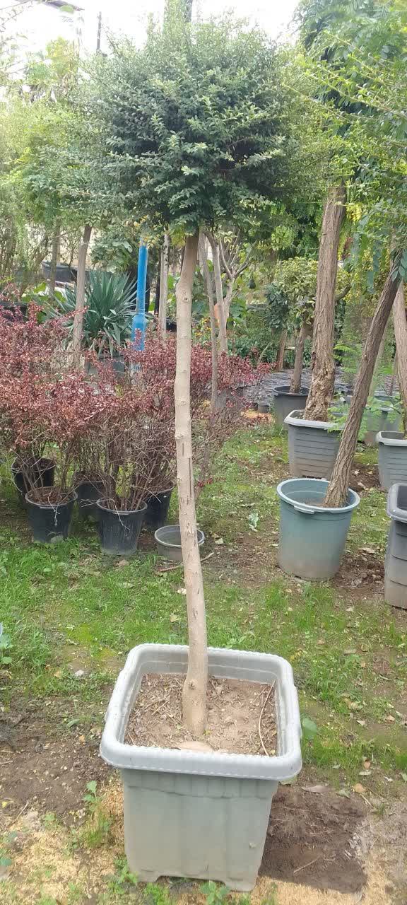 مورد پیوندی جعبه ای