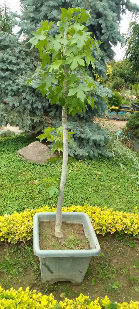 عنبرسائلجعبه۴۰