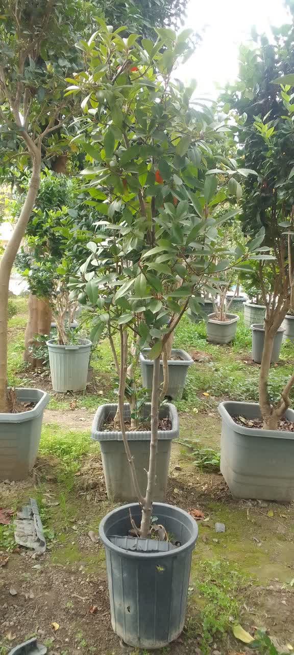 سه رنگ(فتونیا) سایز نیم زباله