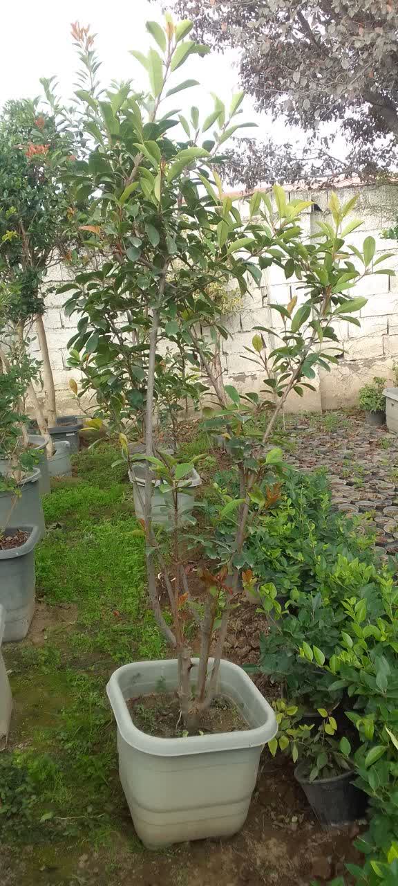 سه رنگ(فتونیا) سایز جعبه متوسط