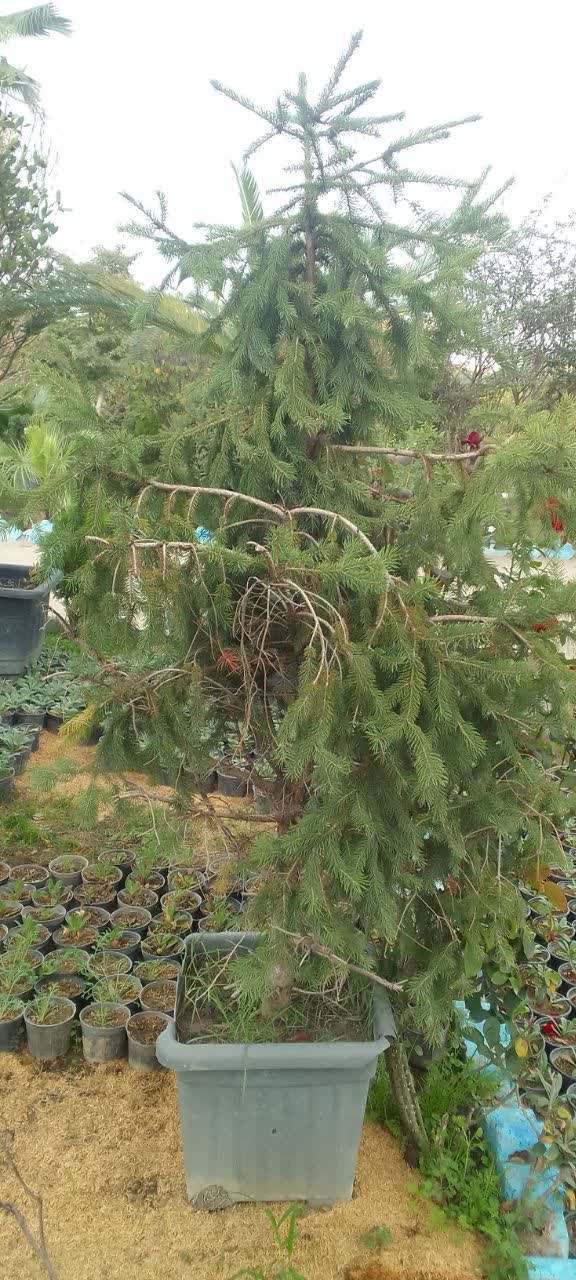 کاج نوئل معمولی سایز جعبه