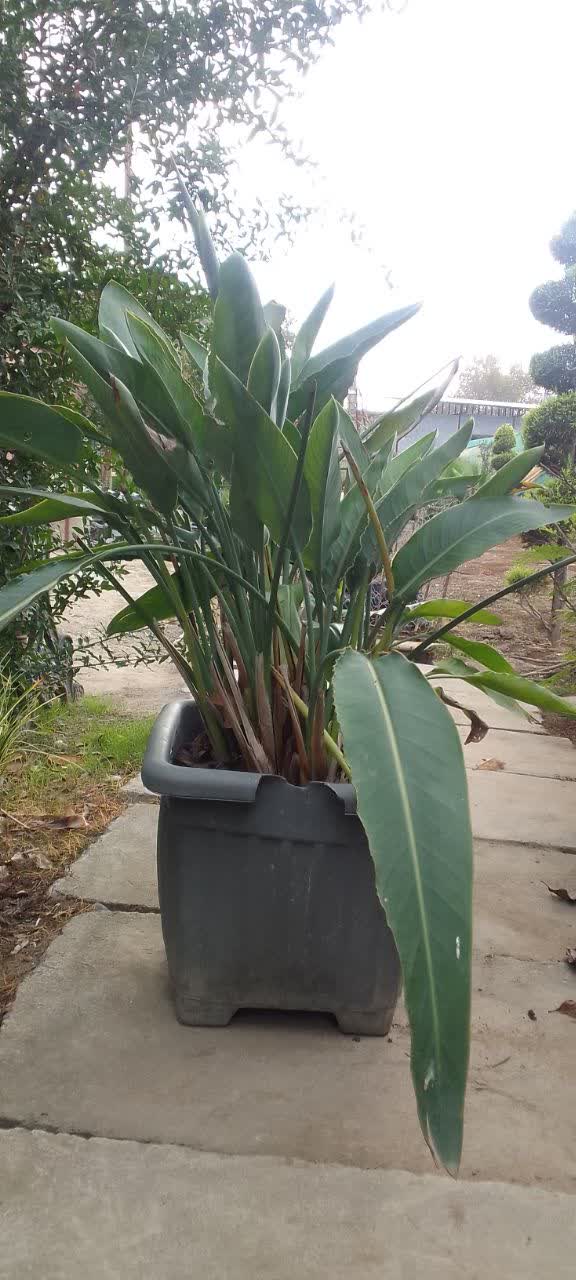 گل استر سایز جعبه