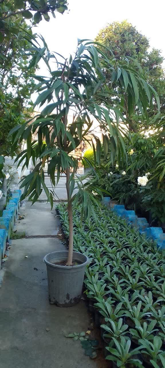 بنجامین امستل سطل 10