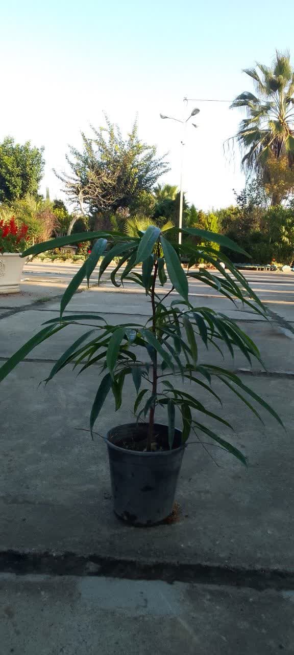 بنجامین امستل سطل 7