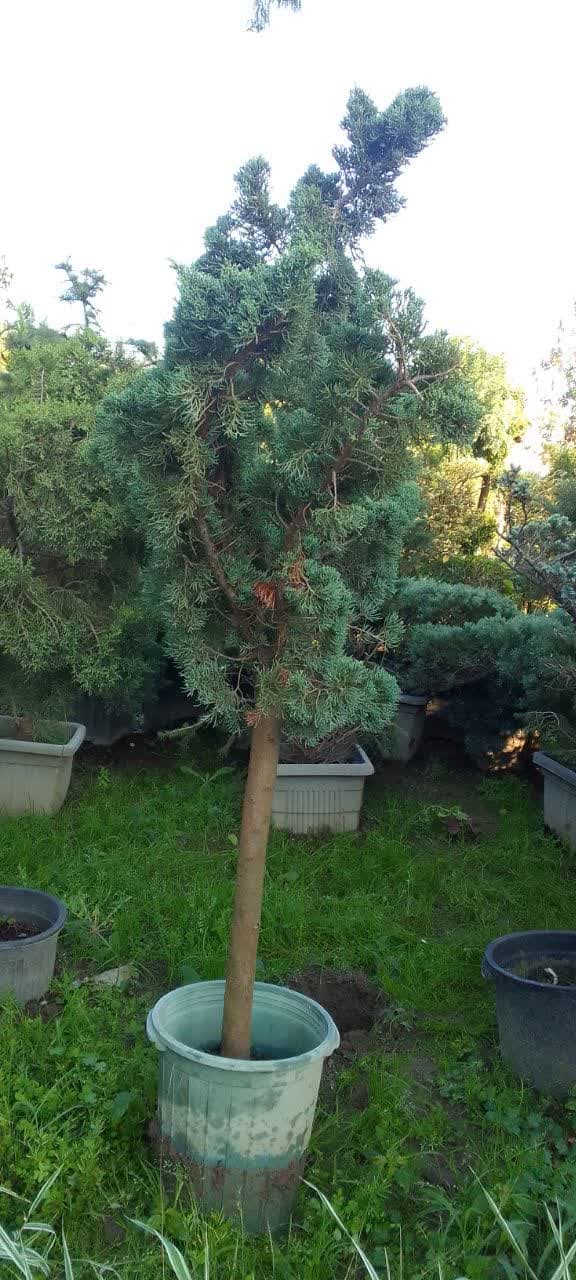 جونی پروس پیوندی سطل 10