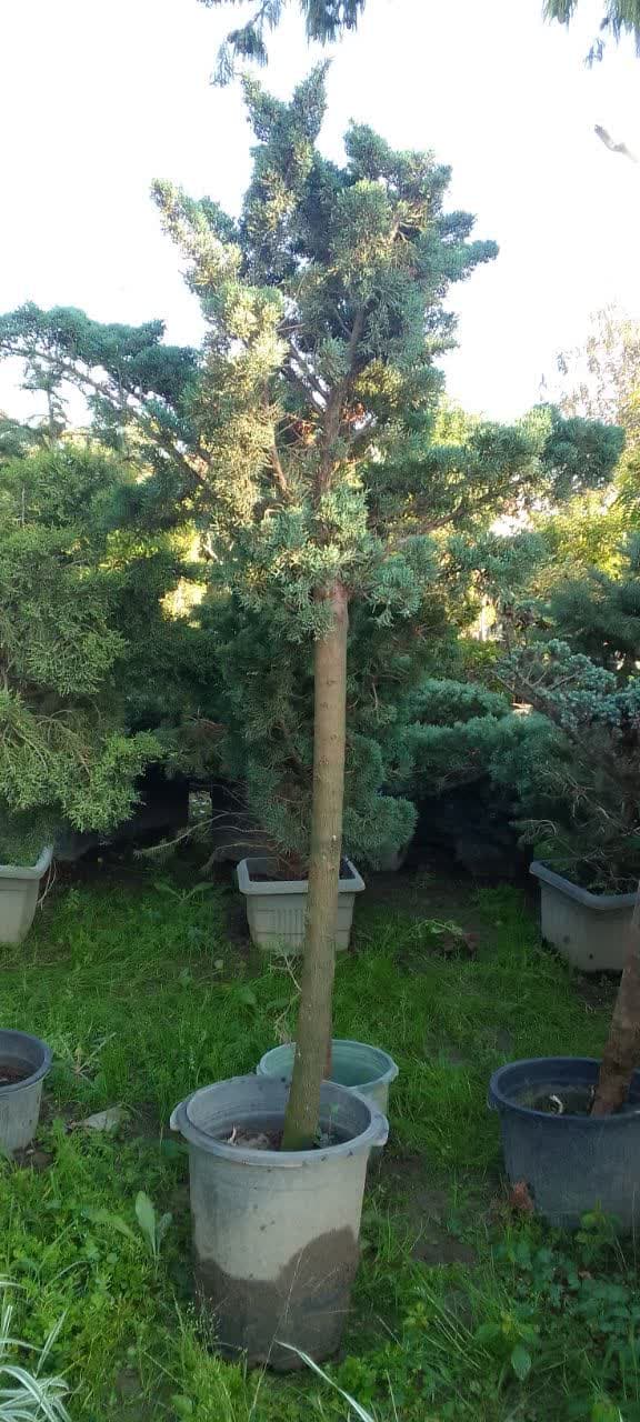 جونی پروس پیوندی سطل 12