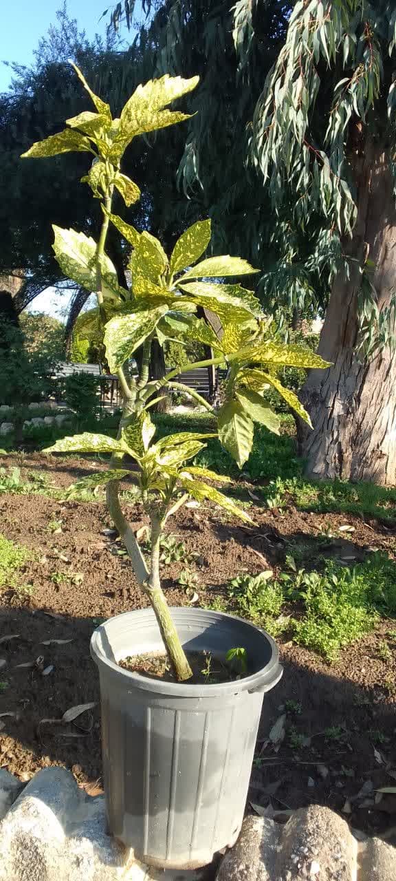 آکوبا سطل 10