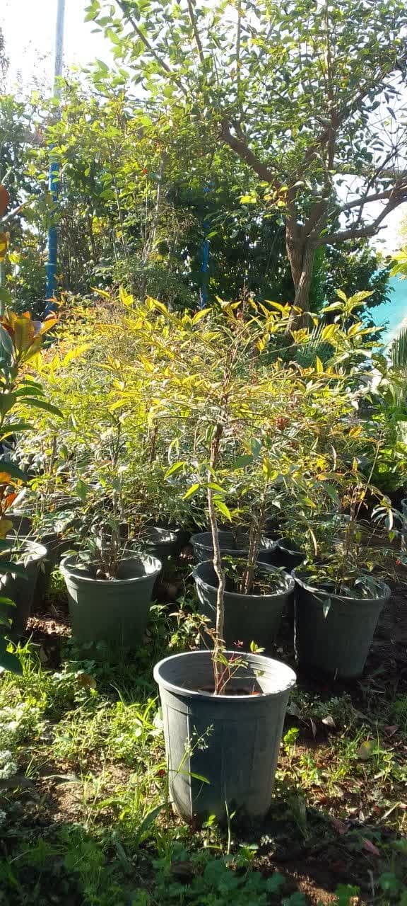 ناندینا سطل۷